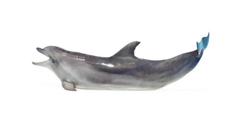 Dolphin Foto stock