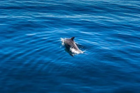 Dolphin Stock Photos