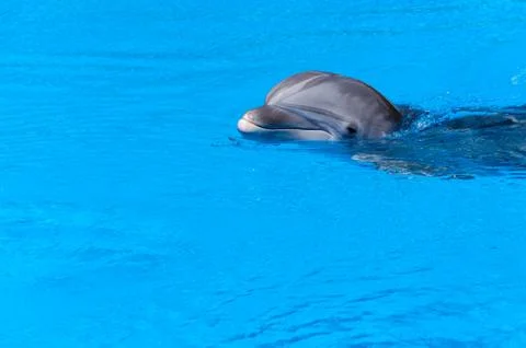 Dolphin Stock Photos