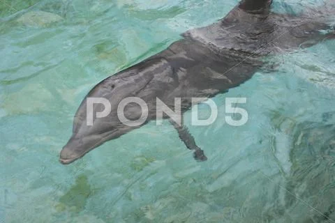 Dolphin Stock Photos