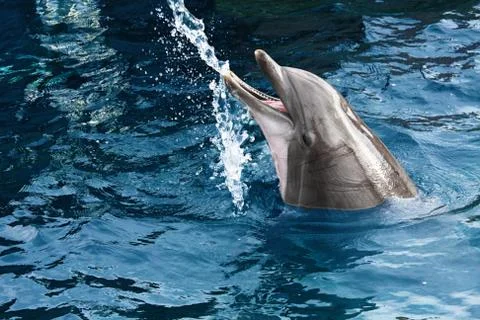 Dolphin Фото