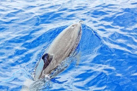 Dolphin Stock Photos
