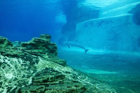 Dolphin Stock Photos