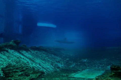 Dolphin Stock Photos