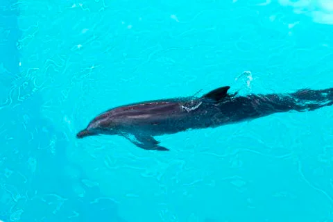 The dolphin Stock Photos