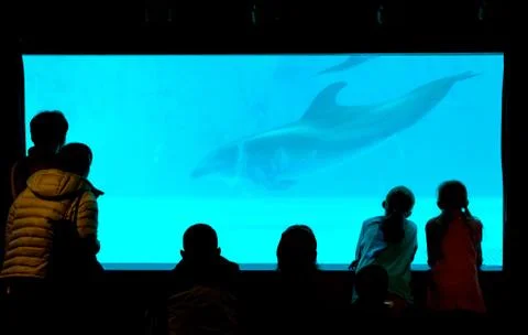 Dolphin Stock Photos