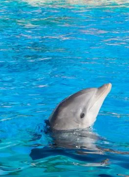Dolphin Stock Photos