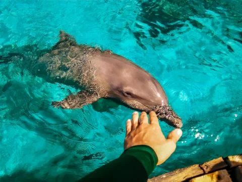 Dolphin Stock Photos