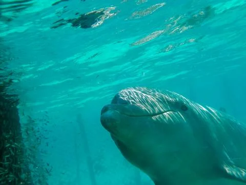 Dolphin Stock Photos