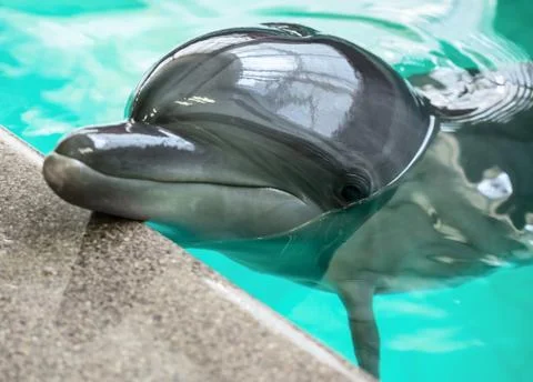 Dolphin Stock Photos