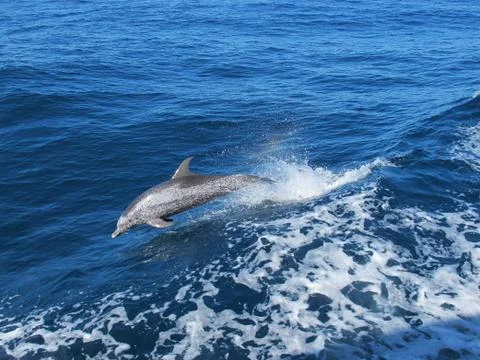 Dolphin Foto stock