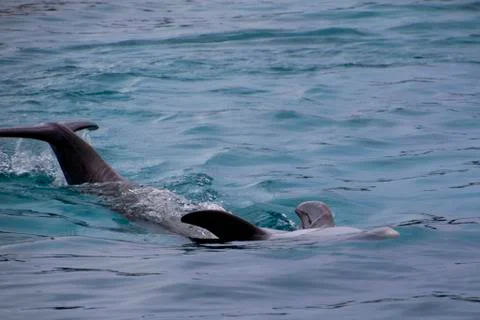 Dolphin Stock Photos