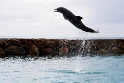 Dolphin Stock Photos
