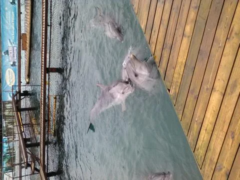 Dolphin Stock Photos