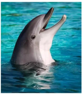 Dolphin Foto stock