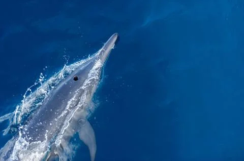 Dolphin Stock Photos