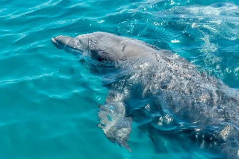 Dolphin Stock Photos