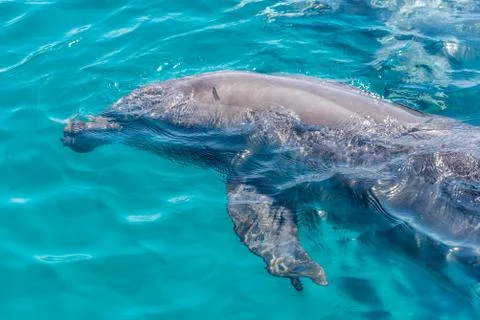 Dolphin Stock Photos