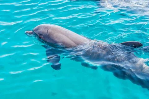 Dolphin Stock Photos