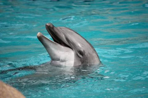 Dolphin 스톡 사진