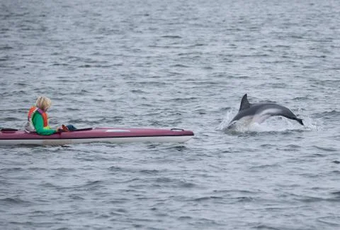 Dolphin. Stock Photos