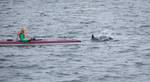 Dolphin Stock Photos