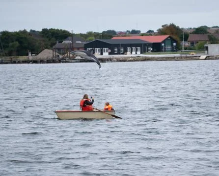 Dolphin Stock Photos