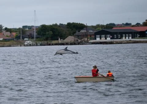 Dolphin Stock Photos