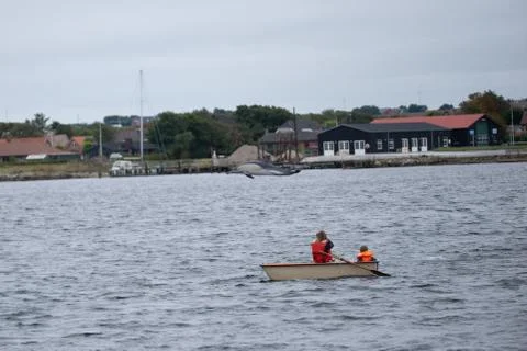 Dolphin Stock Photos