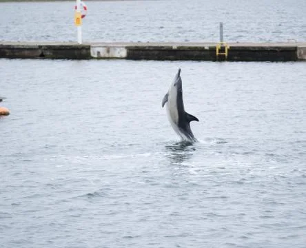 Dolphin Stock Photos