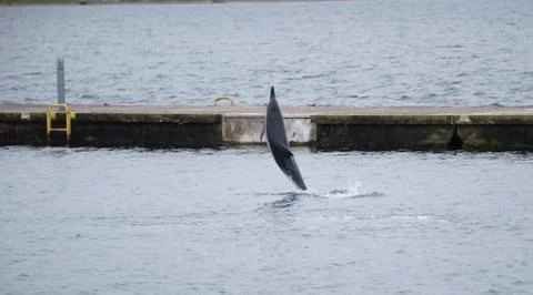 Dolphin Stock Photos