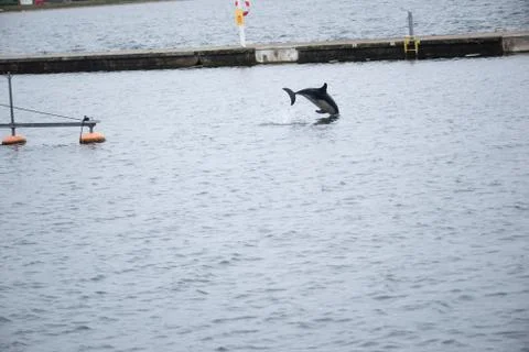 Dolphin Stock Photos