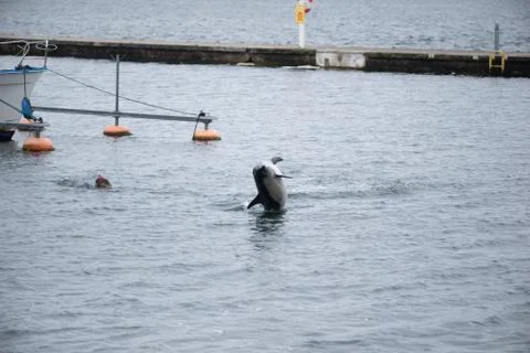 Dolphin Stock Photos