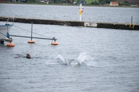 Dolphin Stock Photos