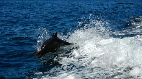 Dolphin Foto stock