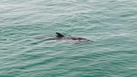 Dolphin Stock Photos