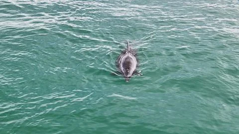 Dolphin Stock Photos