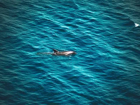 Dolphin Stock Photos