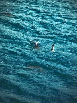 Dolphin Stock Photos