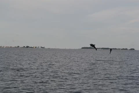 Dolphin Stock Photos