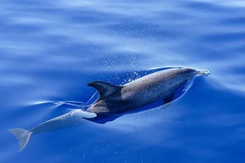 Dolphin Stock Photos
