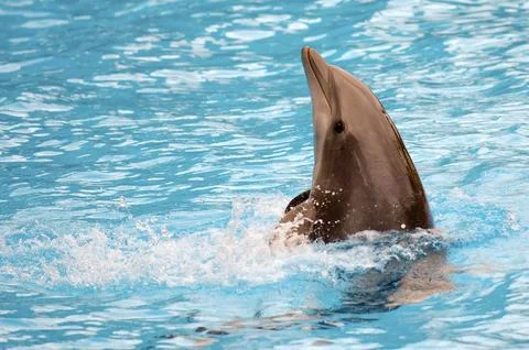 Dolphin Stock Photos