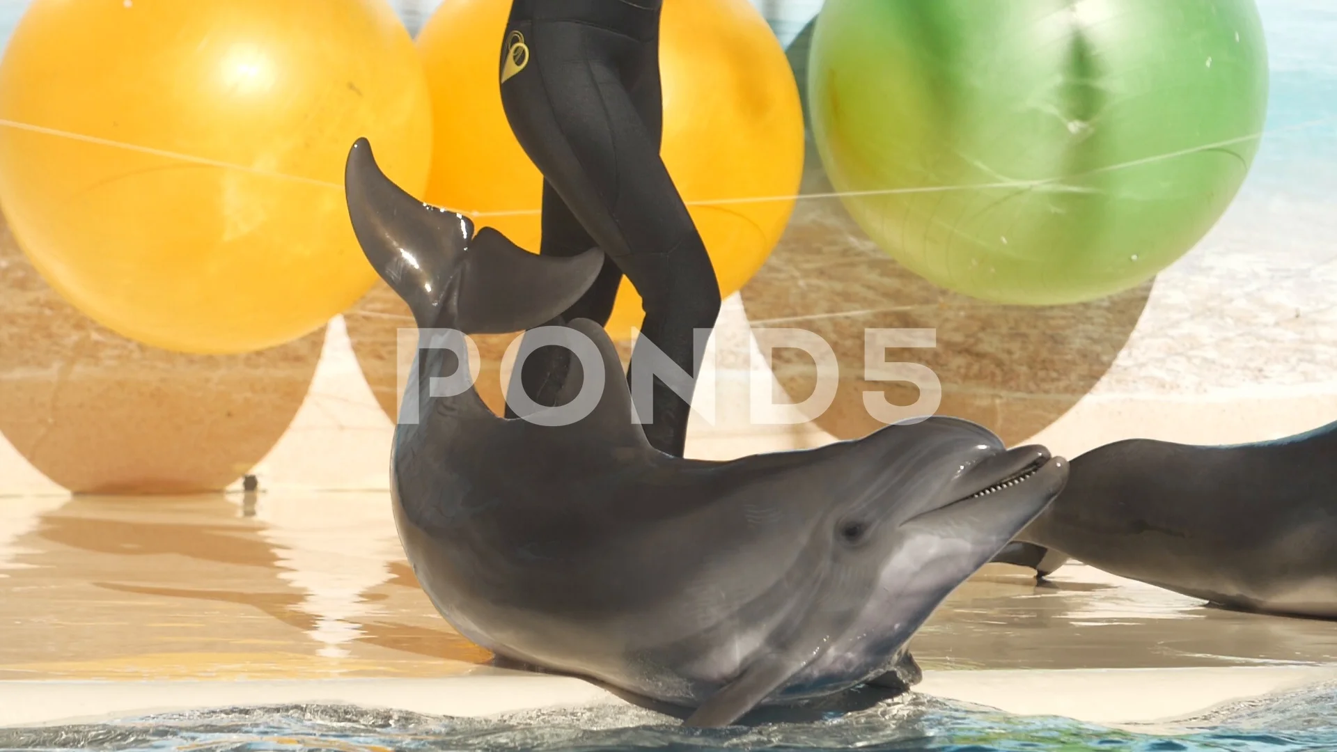 Dolphin play with ball in the pool Slow , Stock Video