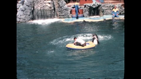Dolphin Play Video stock 276290403