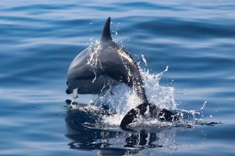Dolphin at Play Full Flight Stock-Fotos