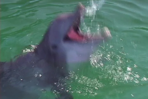 Dolphin at Play in Lagoon Pool Stock Footage 141778