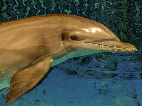 Dolphin at play Foto stock