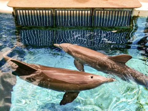 Dolphin at play Foto stock