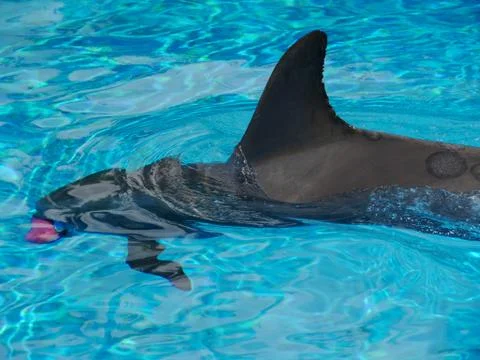 Dolphin  at play Foto stock