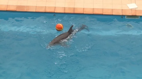 The dolphin is played with a ball in a clean pool. Video stock 95626402